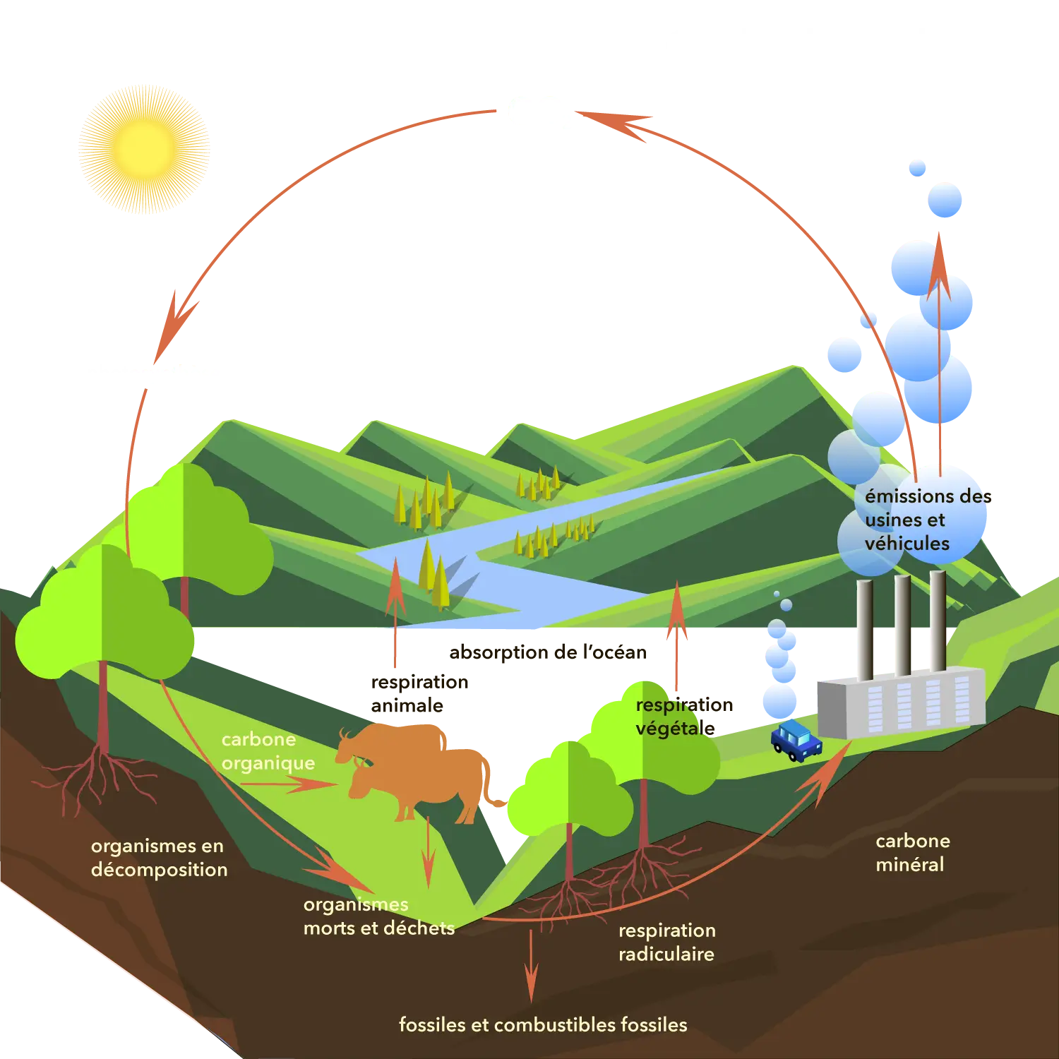 Carbon Cycle Quiz Brainpop 17 - wo6y04q